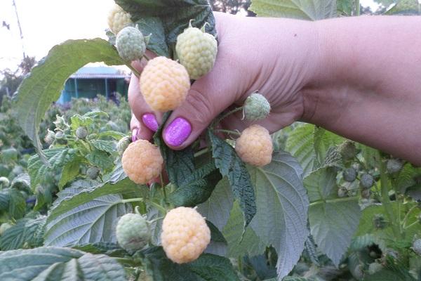 pematangan buah beri