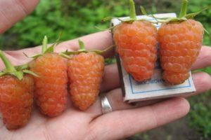 Description des variétés de framboises jaunes, culture, soins et méthodes de reproduction