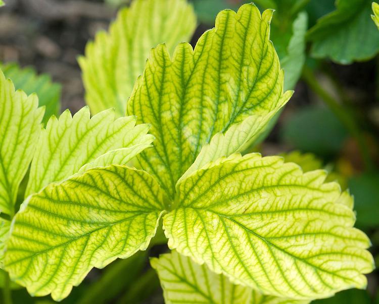 yellow strawberry leaves