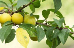 Description and characteristics of cherry plum variety Zlato Scythians, pollinators and cultivation