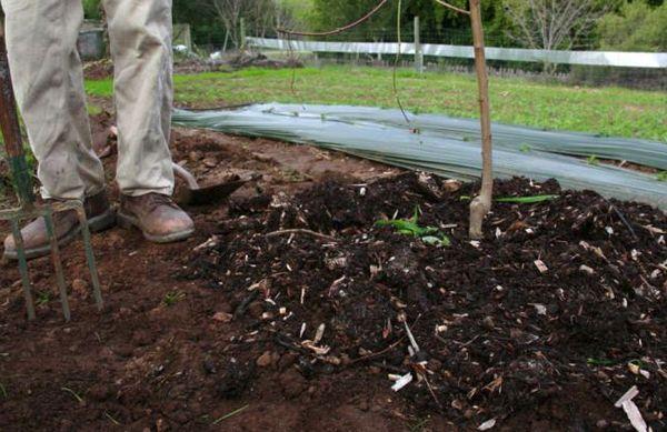 fertilizando una plántula