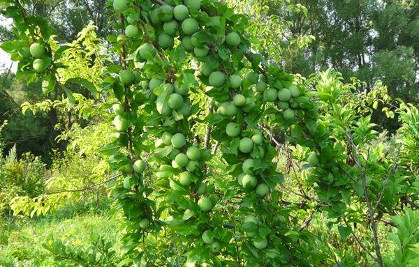 Ciruela cereza verde