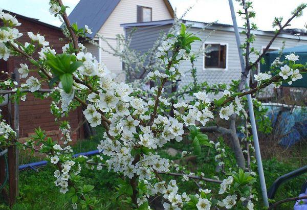 Cherry plum blossom