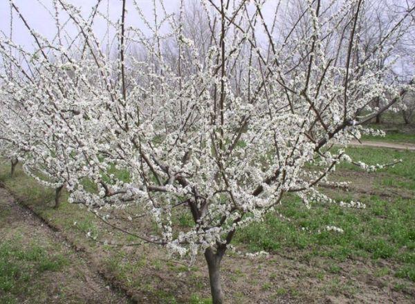 Cherry plum tree