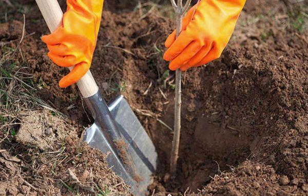 plantation de prune de cerisier