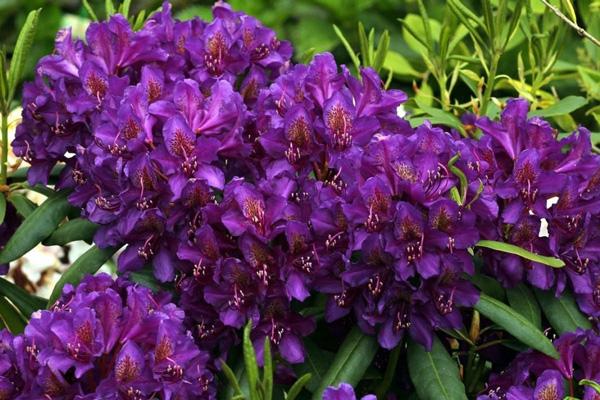 rhododendron purple