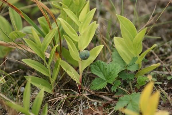 dwarf bush