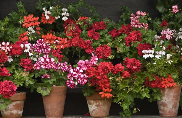 fuchsia en pots