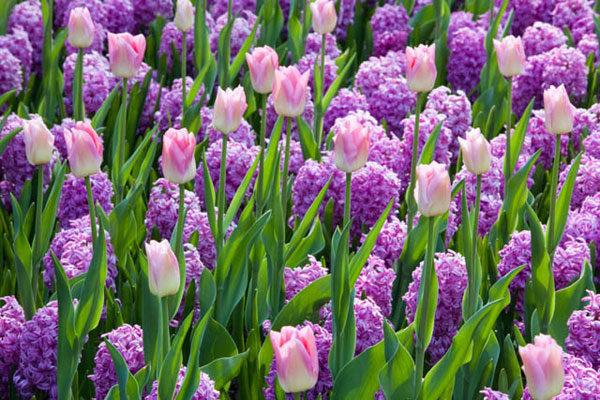 parterre de fleurs