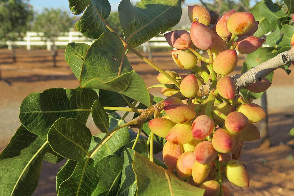 pistachos en madera