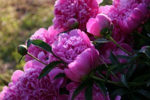 Planting, growing and caring for peonies in the open field, agricultural technology