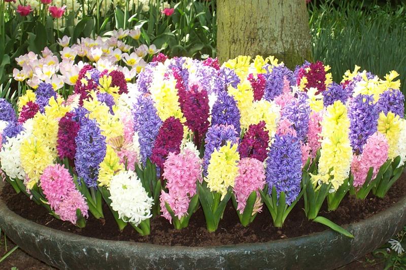 fleurs dans un parterre de fleurs