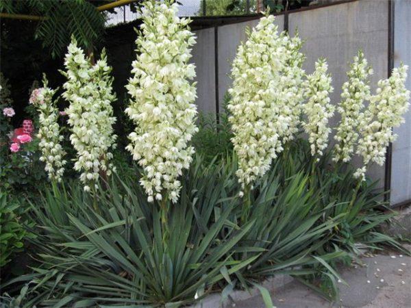 yucca keře