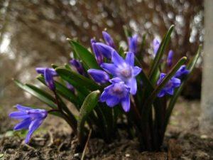 Description de 20 variétés et types de Chionodox, plantation et entretien en plein champ