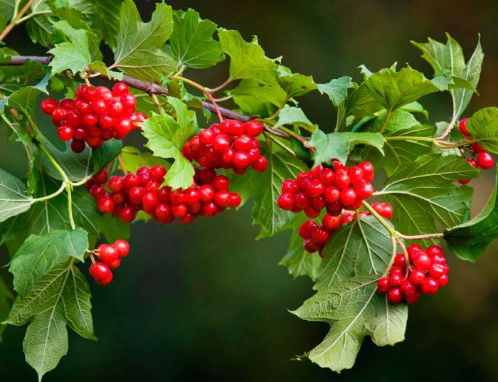 viburnum branch