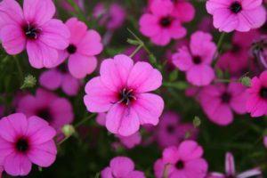 Planting and caring for lychnis flower in the open field, description of species