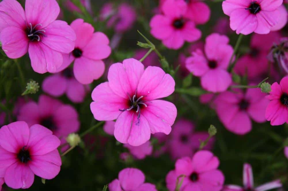 flowers in the garden