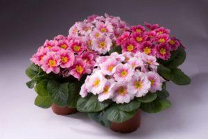 Description of the types of indoor primrose, growing and care at home