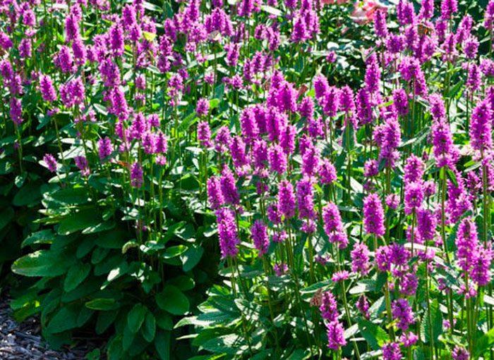 beauté dans le jardin