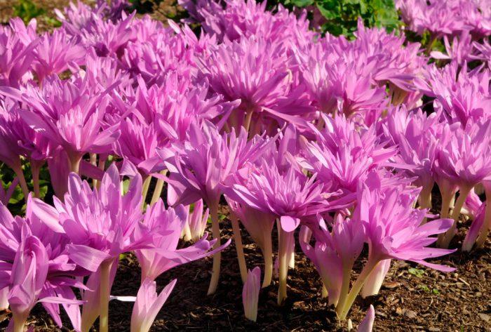 flowers in a flower bed