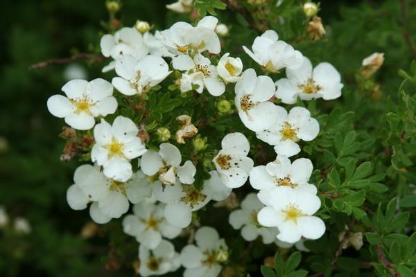 healing flower