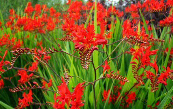 hermosas flores