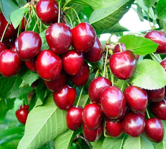 cherries in the Urals