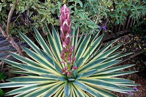 buisson de yucca