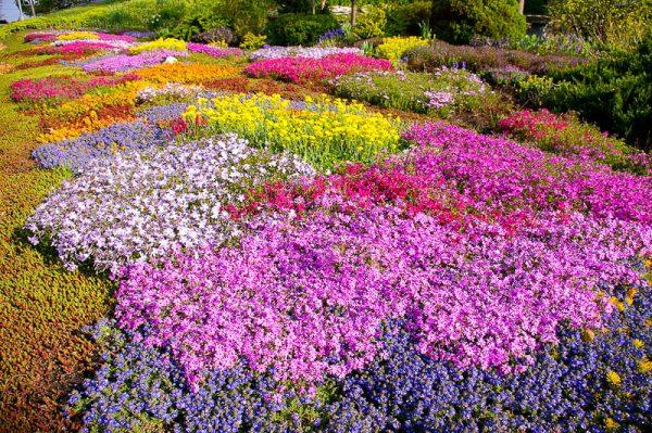 belle prairie de fleurs