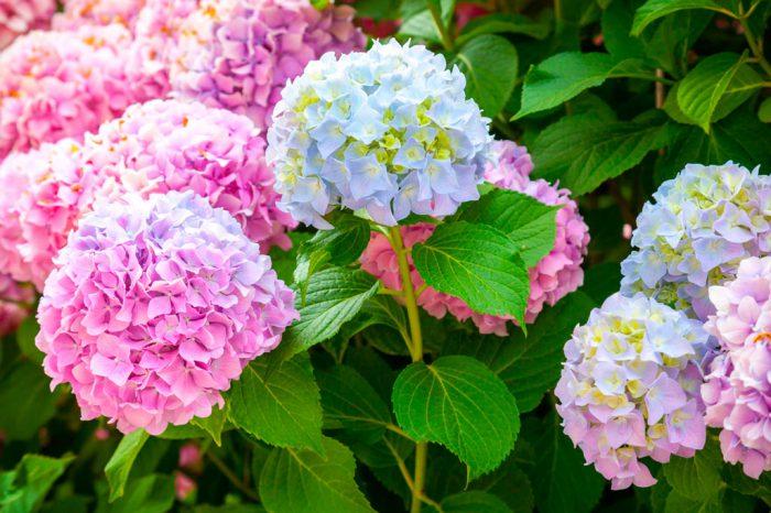 beaucoup d'hortensia