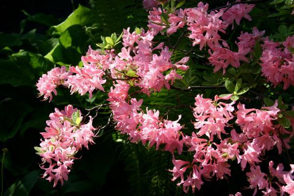 buissons dans le jardin