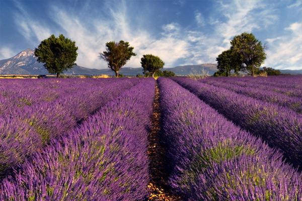 aroma de lavanda