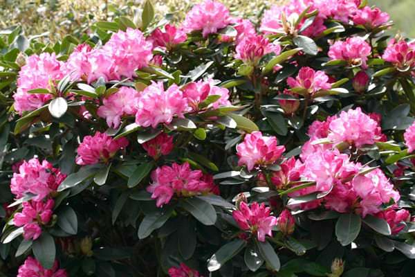 flowers in a flower bed