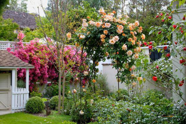 parterre de fleurs avec roses et arabis