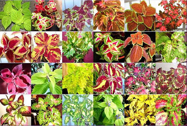 coloration multiple du Coleus