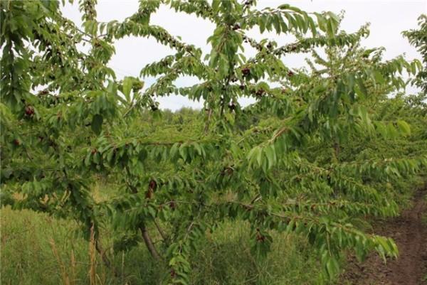 rugido de cereza