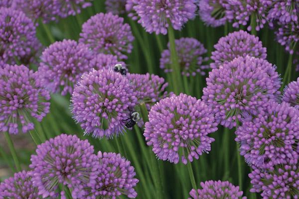 arc d'allium