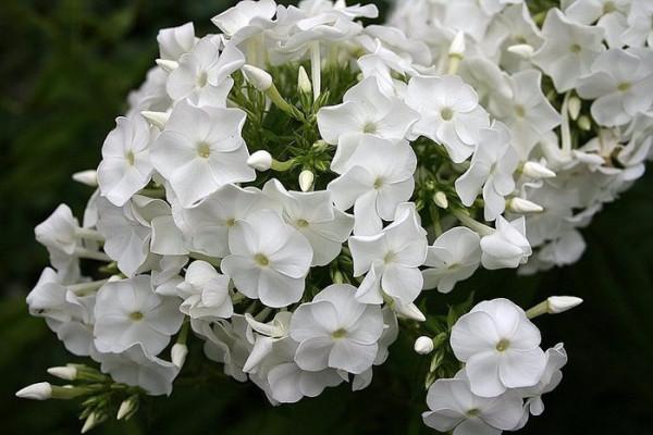 Sanguinaria blanca