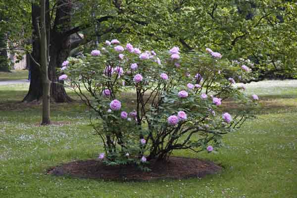 flowerbed of peonies