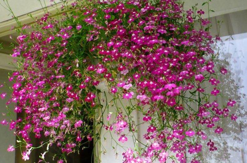 flowers on the balcony