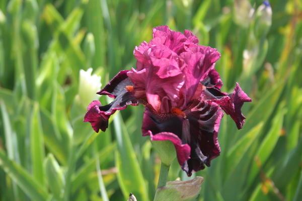 irises flowers