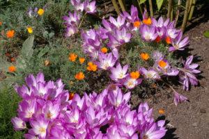 Výsadba a péče o podzimní krokusy (colchicum) na otevřeném poli