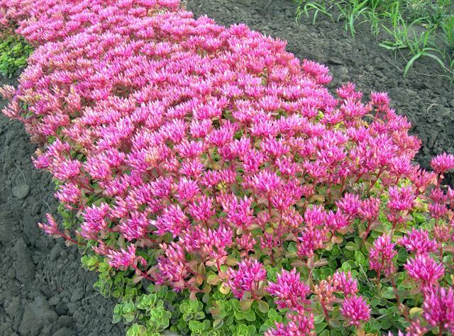 flores en una cama de flores