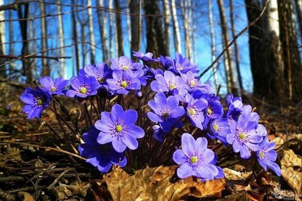 fleurs dans la forêt