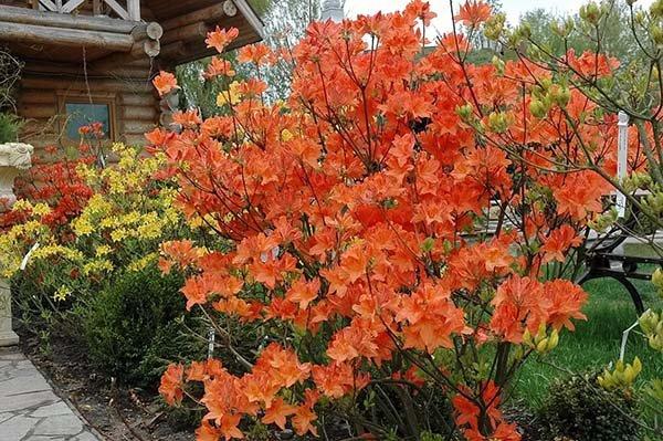 buisson de rhododendrons