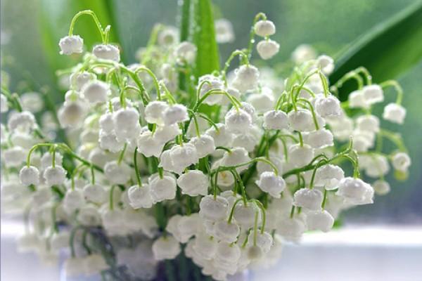 flowers in a vase