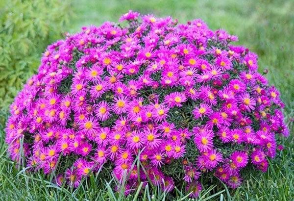 fleurs sur le terrain