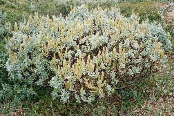 mountain herbs