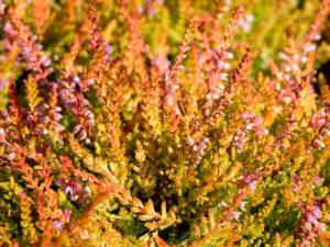 Planting and caring for heather in the open field, reproduction and preparation for winter