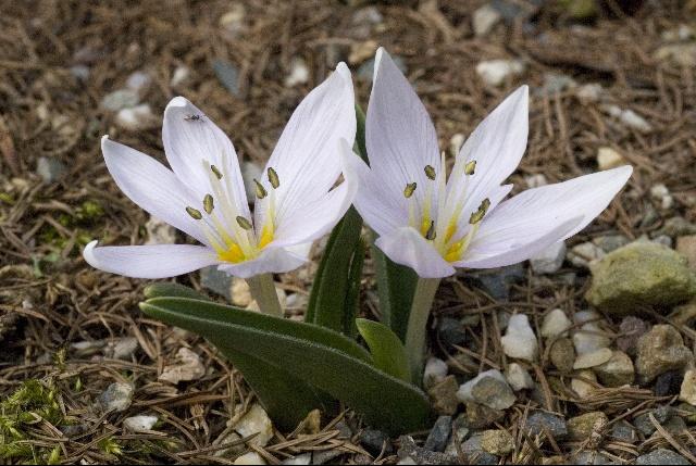 flores en el bosque